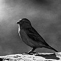Picture Title - Sparrow