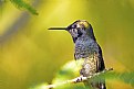 Picture Title - Up close with a Hummingbird