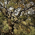 Picture Title - snake tree