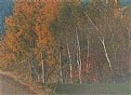 Picture Title - birch grove