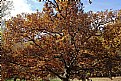 Picture Title - grand old oak