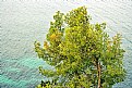 Picture Title - Tree & Sea