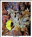 Ginkgo Among the Oak