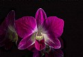 Picture Title - Dendrobium