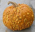 Picture Title - Pumpkin