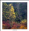 Picture Title - Autumn Birch