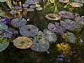 Picture Title - Autumn Lily Pads