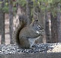 Picture Title - Douglas Squirrel