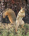 Picture Title - Fox Squirrel