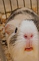 Picture Title - Guinea Pig