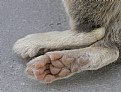 Picture Title - Packrat Rear Foot