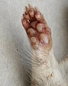 Picture Title - Packrat Front Foot