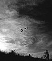 Picture Title - Kites