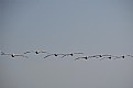 Picture Title - Flight Of Pelicans