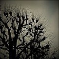 Picture Title - bare trees