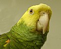 Picture Title - Amazon Parrot