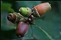 Picture Title - acorns
