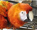 Picture Title - Scarlet Macaw