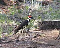 Picture Title - Pileated Woodpecker