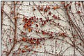 Picture Title - winter grapevine