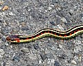 Picture Title - Garter Snake