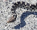 Picture Title - Gopher Snake