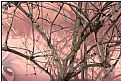 Picture Title - bare wintertree