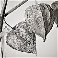 Picture Title - physalis