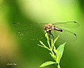 Picture Title - Dragon Fly 2