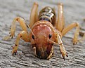 Picture Title - Jerusalem Cricket