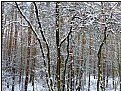 Picture Title - snowy trees 2