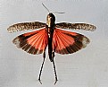 Picture Title - Red Wing Grasshopper
