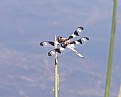 Picture Title - Libellula