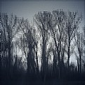 shivering trees