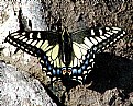Picture Title - Papilio Zelicaon