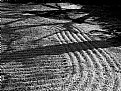 Picture Title - moving shadows