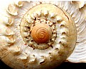 Picture Title - Shell Close