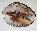 Picture Title - Cypraea Cowrie