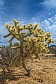 Picture Title - Cholla