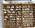 Picture Title - Shell collection