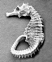 Picture Title - Hippocampus Seahorse