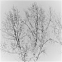 Picture Title - birch trees