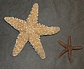 Picture Title - Starfish