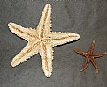 Picture Title - Starfish Underside