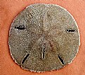 Picture Title - Keyhole Sand Dollar