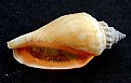 Picture Title - Sea Shell