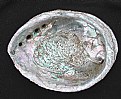 Picture Title - Haliotis Abalone