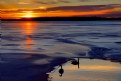 Picture Title - Swans at Sunrise