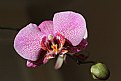 Picture Title - orchid