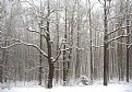 Picture Title - winterwood